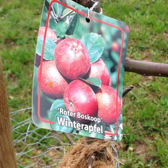 Boskoop Winterapfel: alte Apfelsorte; große, bauchige Äpfel; gut