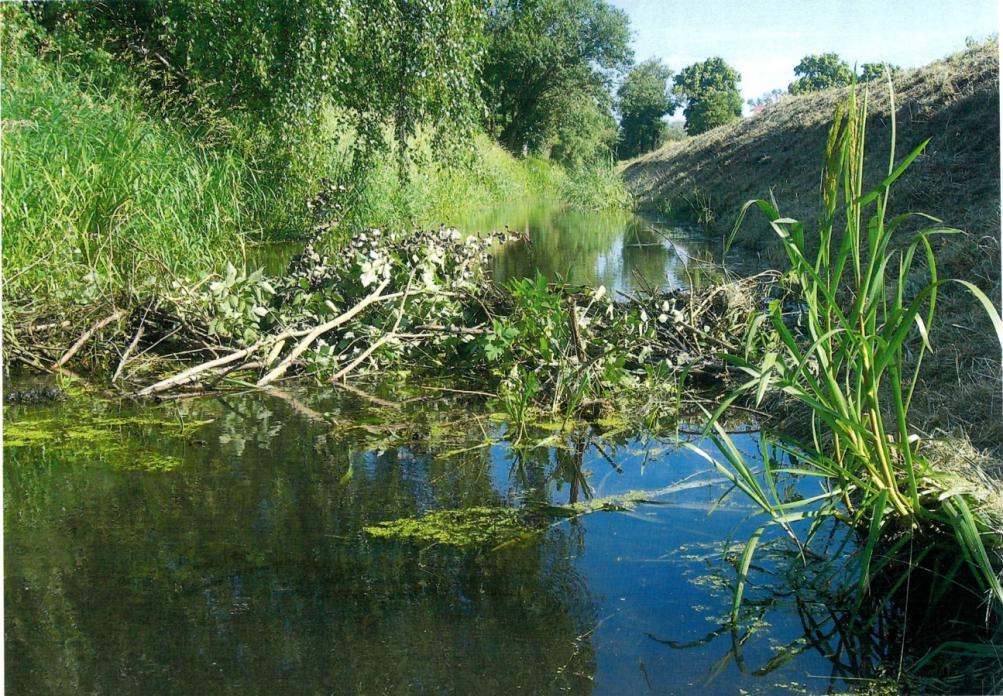 Gewässerunterhaltung - Artenschutz