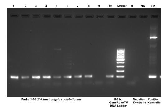 Ergebnisse Abbildung 9: Beispiel für das Ergebnis einer qualitativen gattungsspezifischen PCR für Tr.