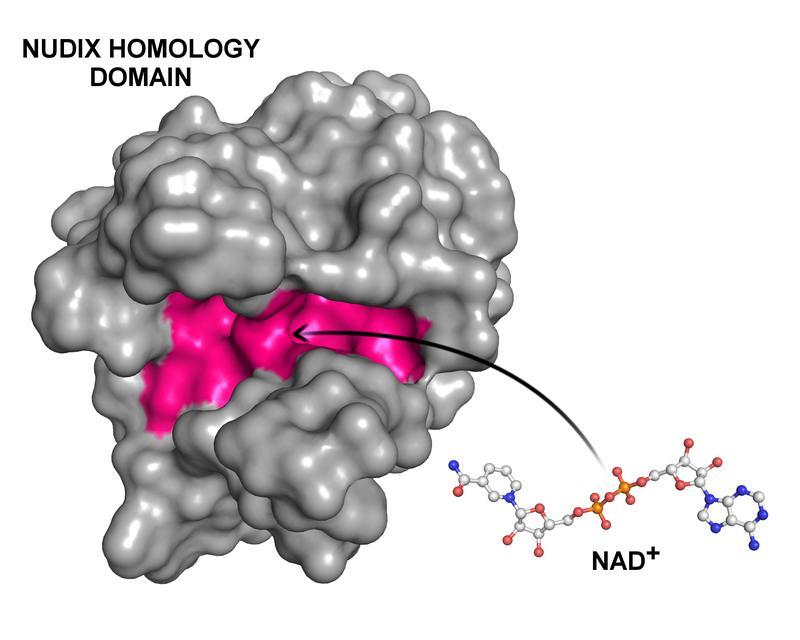 Das kleine Molekül NAD+ nistet sich in der Bindungstasche einer Nudix Homology Domain (NHD) ein, die im Protein