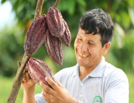 importierter Kakao soll langfristig aus