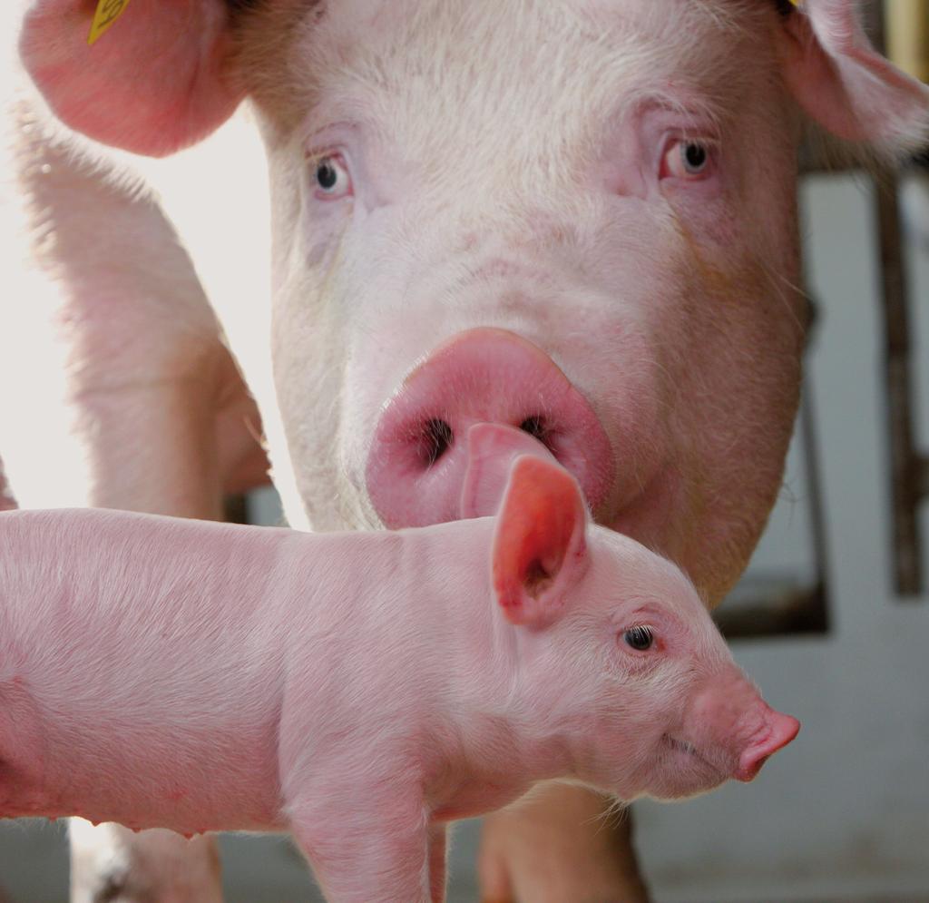 Schweine Text, Text Garant-Qualitätsfutter für Zuchtsauen und