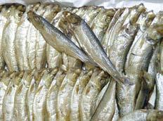 SPROTTE ODER SPROTT (Sprattus sprattus) Sprotten leben als Schwarmfische in den Gewässern der Nord- und Ostsee und erreichen eine Länge von 15 Zentimetern.