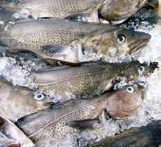 WARENKUNDE SEEFISCHE Kabeljau wird von der Kutterfischerei meist als ganzer, ausgenommener Frischfisch angelandet. Fänge der Hochseefischerei gelangen dagegen als Frostfisch auf den Markt.