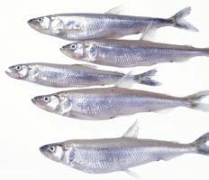WARENKUNDE SÜßWASSERFISCHE Räucherfisch angeboten. Die große Maräne (C. lavaretus) stammt aus der Seenfischerei und wird frisch oder veredelt als ganzer oder portionierter Räucherfisch verkauft.