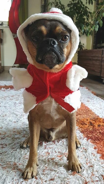 Ho Ho Ho Merlin s Welt auf Hallooooooo liebe Tierfreunde! Die vom Club haben`s mal wieder geschafft und - man staune - den Weihnachtsnewsletter noch vor Weihnachten fertig gestellt!