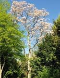 5. Götterbaum Botanischer Name: Ailanthus altissima Familie: Bittereschengewächse Diese robuste, schnellwachsende Baumart keimt häufig wild auf