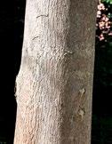 13. Gemeine Esche Botanischer Name: Fraxinus excelsior Familie: Ölbaumgewächse Der Stamm der Gemeinen Esche Die Blätter Die Gemeine Esche ist als Wald- und Straßenbaum häufig