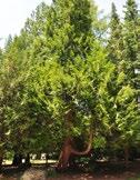 17. Riesen-Lebensbaum Botanischer Name: Thuja plicata Familie: Zypressengewächse Der Riesen-Lebensbaum wurde erst 1853 als Kulturpflanze eingeführt.
