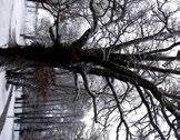 23. Stiel-Eiche Botanischer Name: Quercus robur Familie: Buchengewächse Foto: Gartenamt, Friederike Reiser-Dobler Stiel-Eiche im WInter Foto: Gartenamt, Friederike
