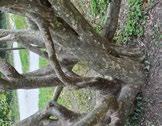 31. Eisenholzbaum Botanischer Name: Parrotia persica Familie: Zaubernussgewächse Der Stamm des Eisenholzbaums Die Blätter Der Eisenholzbaum, auch Parrotie genannt, wird