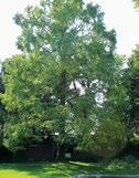 43. Urwelt-Mammutbaum Botanischer Name: Metasequoia glyptostroboides Familie: Zypressengewächse Seit Millionen von Jahren gibt es diese Baumart.