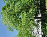 47. Gelbe Pavie* Botanischer Name: Aesculus flava Familie: Seifenbaumgewächse Die Rosskastanienart wächst in ihrer Heimat zusammen mit dem Tulpenbaum und dem