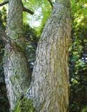 3. Geweihbaum Botanischer Name: Gymnocladus dioicus Familie: Hülsenfrüchtler Der spät im Frühjahr austreibende Geweihbaum wird in Parks gerne