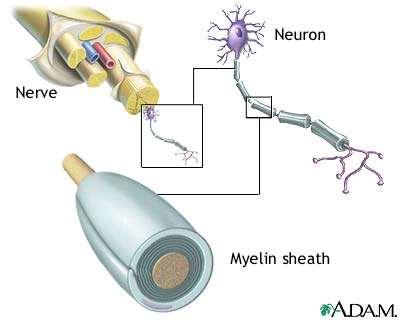 Neurologische Entwicklung Myelinisierung (Markreifung) meint die Ausstattung von Nervenfasern mit Myelin oder Marksubstanz.