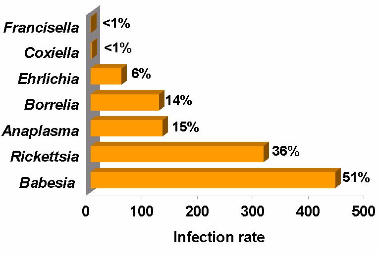 Infektionsraten von Zecken in Österreich 1 Erreger 43% Koinfektion 32% nicht infiziert 25%