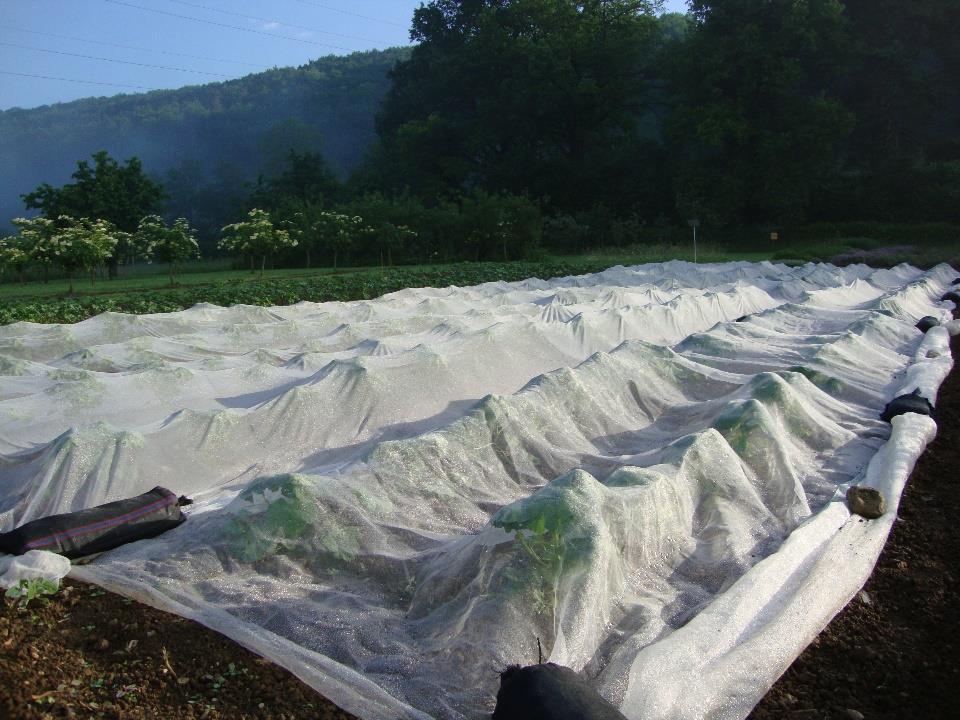 Netz- und Vliesabdeckung Netzabdeckung Schwer (40-70 g) Hohe Kräuter Feuchtigkeit Vlies Wird in