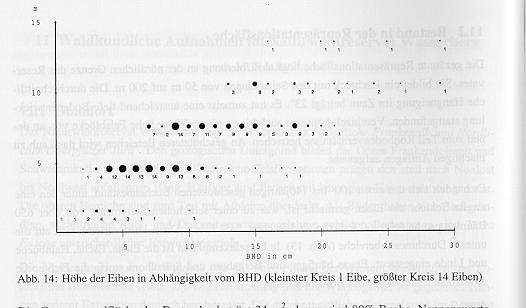 Abb. 14: Höhe der Eiben in Abhängigkeit vom BHD (kleinster Kreis 1 Eibe, größter Kreis 14 Eiben) Die Gesamtgrundfläche des Bestandes beträgt 34 m 2, davon sind 80% Buche.