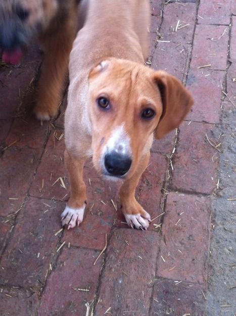 Tiere des Monats Camillo ist unser ein-ohr Hund. Er wurde von Mirica als Welpe mit nur einem Ohr gefunden.