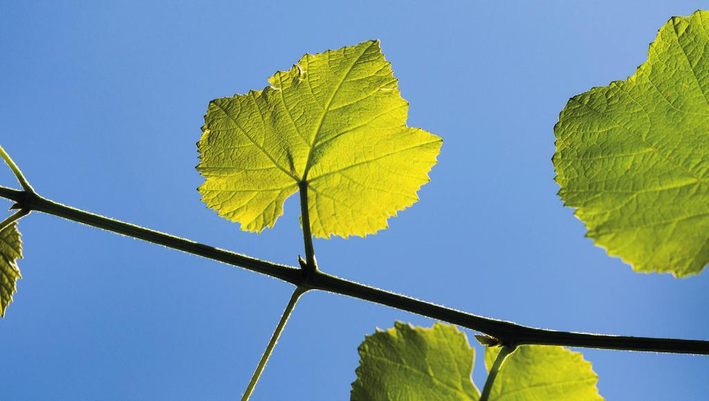 Impuls-Angebote DATE IM WEINBERG EIN SINNLICHER ABEND FÜR PAARE Im Weinberg unterwegs sein und sich dabei wie die Rebe von der Luft, der Erde, dem Feuer und dem Wasser berühren lassen so kann der