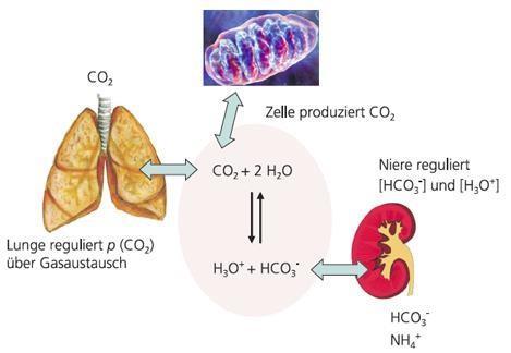 Ein wichtiges Puffersystem: Kohlensäure / Carbonat H 2 CO 3 / HCO 3 - puffert biologische und geologische