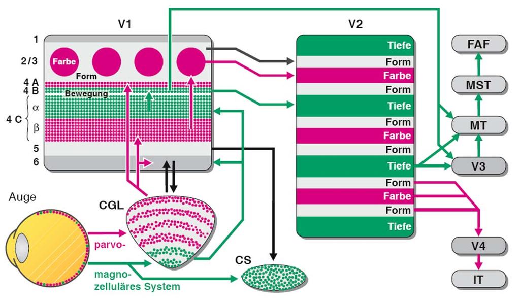 Parallelverarbeitung von Farbe, Bewegung, Form und