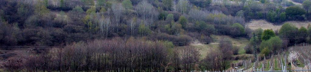 40 Natura 2000 Erhaltungs- und Entwicklungsmaßnahmen für das Besondere Schutzgebiet (BSG) Felsrasen St.