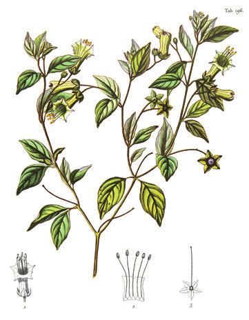 7. DROGEN Guayaquil 1803 Humboldt interessiert sich nicht nur für die Biologie der Pflanzen, sondern auch für deren wirtschaftlichen Nutzen und pharmakologische Wirkung sei es als Medikament, als