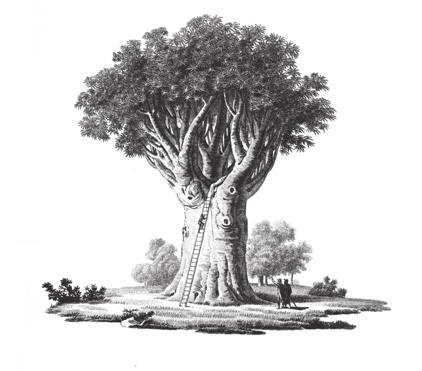 Humboldt, der Natur und Kultur stets zusammendenkt, vergleicht den uralten Baum mit den Monumenten indigener Zivilisationen.