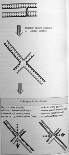 Meiose Die crossover-struktur wird auch Holliday junction genannt. Holliday projizierte die Struktur als flaches Kreuz.