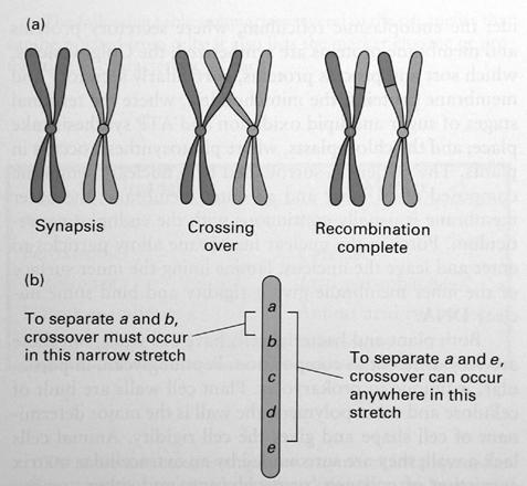 Ob auf einem Chromosom liegende Gene zusammen vererbt werden oder getrennt werden, hängt davon ab, ob im Abschnitt zwischen ihnen ein crossing-over stattfindet.