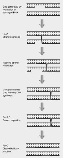 Schritte der bakteriellen Rekombination Die einleitende Stranglücke entsteht häufig bei der Reparatur von DNA-Schäden.