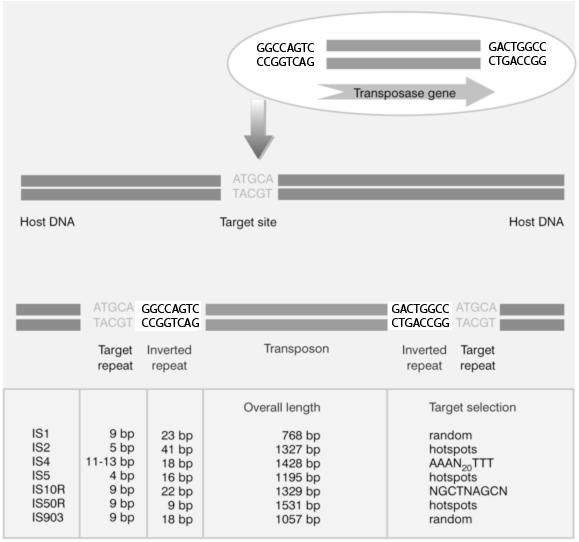 Transposition