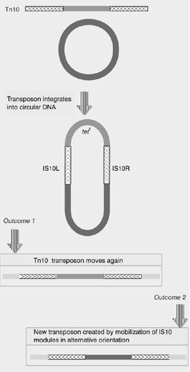 Zusammengesetzte Transposone Die flankierenden IS-Elemente können sowohl sich selbst (wenn sie funktionell sind) als auch das gesamte zusammengesetzte Transposon bewegen (dazu muß nur eins der