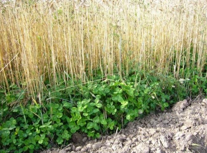 Neuerungen betreffend EFA-Flächen für 2018 Untersaat Absolutes Pflanzenschutzmittelverbot während 8 Wochen nach der Ernte der Hauptkultur bzw.