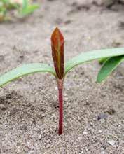 Fallopia convolvulus (Polygonum convolvulus) WINDEN-KNÖTERICH Familie: Knöterichgewächse (Polygonaceae) Der Winden-Knöterich ist eine sommereinjährige Pflanze.