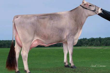 14 Genomische BV-Stiere (nur gesext!) DAIRY KING geb.: 07.06.2015 US 3.013.285.130 HBNr.: 10/608679 Mashek, Tanner Preis: 38 Dairy King-Urgroßmutter DOLLY-ET BIVER CH 120.094.290.070 BLOOMING CH 120.