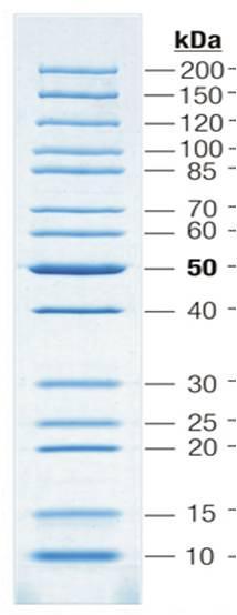Biotechnologie 37 Abbildung 10: Bandenmuster des Protein-Größenstandards (Protein Molecular Weight Marker der Firma Fermentas) Dieser Marker deckt einen Bereich von 14,4 kda bis 116,0 kda ab.