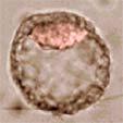 In vitro 23 Embryoid bodies erlauben eine relative einfache