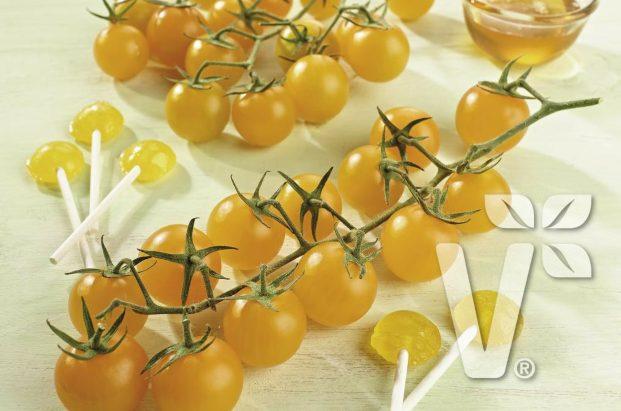 Pflaumen-Cerrytomate Gelbe, besonders süße Nektar-Tomate Lange