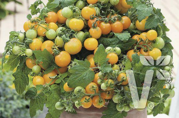 Balkon-Tomate Süße Früchte mit mildem Aroma