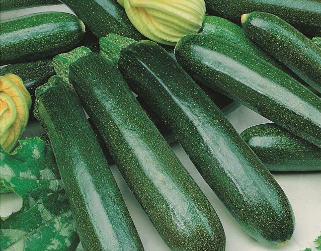 Zucchini grün Grüne, schmackhafte Zucchini Sehr ertragreich