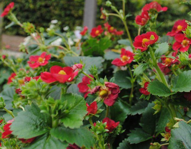 Erdbeere Rotblühende aromatische Erdbeere mit schmackhaften Früchten Trägt den ganzen Sommer