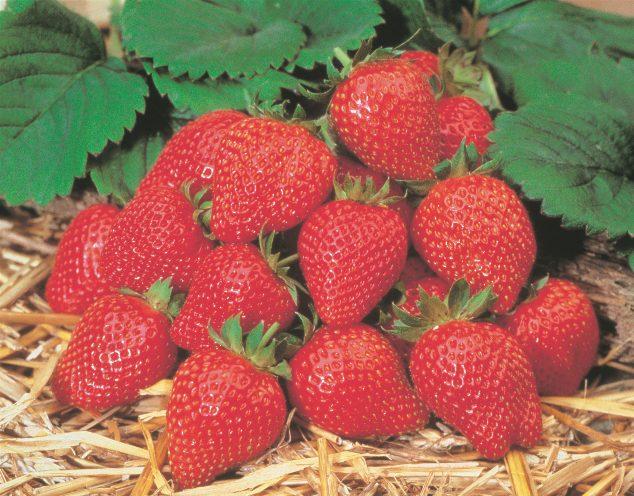 Erdbeere Aroma Erdbeere mit schmackhaften Früchten Trägt Früchte von Juni bis zum Frost Sehr