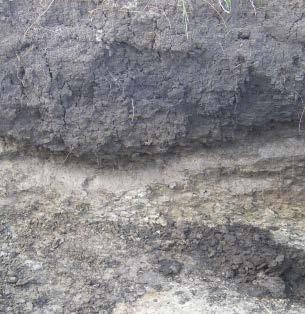 Pedogenese (Bodenentwicklung) Bodenbildende Faktoren Gestein,