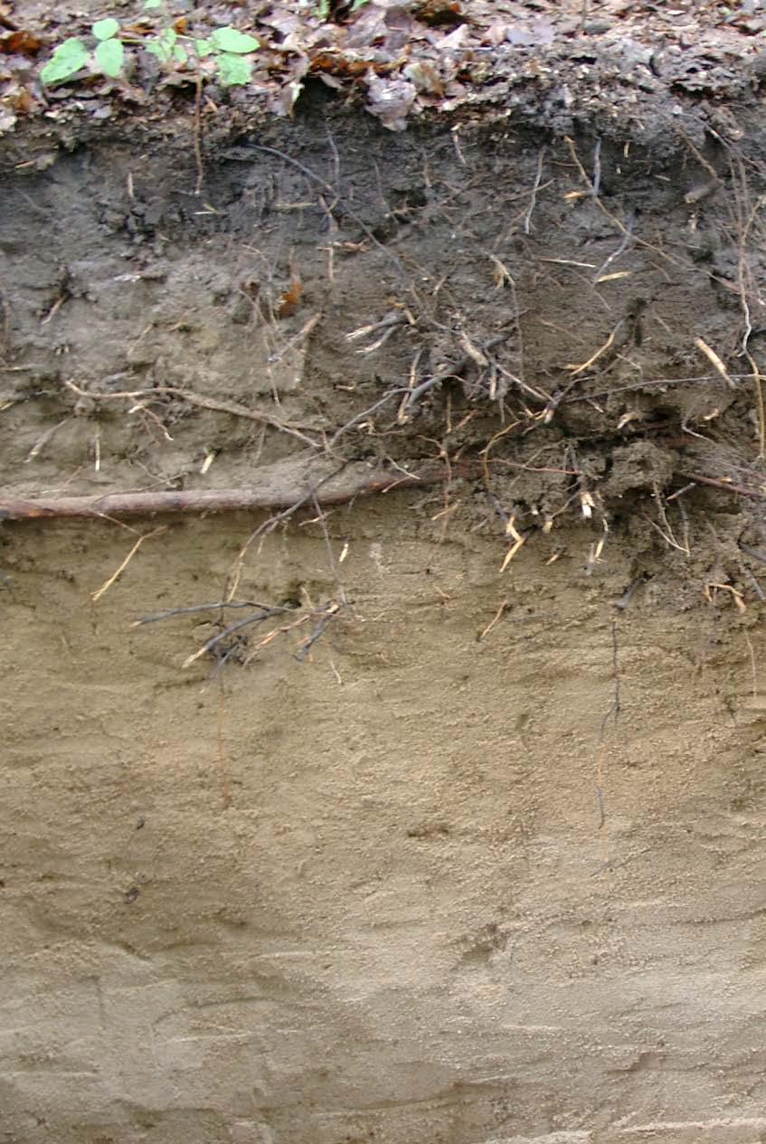 [cm] Braunerde aus Schmelzwassersand (Weichselglazial) Ah humusangereicherter Oberbodenhorizont 50 Ah-Bv