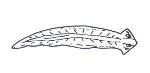 Strudelwürmer Klasse Turbellaria Größe: bis 20 mm Ernährung: Bakterien, Algen, Pilze Lebensraum: saubere Fließgewässer, auch im Meer Foto: Graf, Schmidt-Kloiber Typisch für Strudelwürmer ist ein