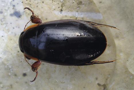 Wasserkäfer Ordnung Käfer (Coleoptera) Familie Schwimmkäfer (Dytiscidae) Größe: Käfer 30-35 mm, Larven bis zu 80 mm Ernährung: Insekten- und Amphibienlarven, aber auch Aas Lebensraum: Oberflächen von