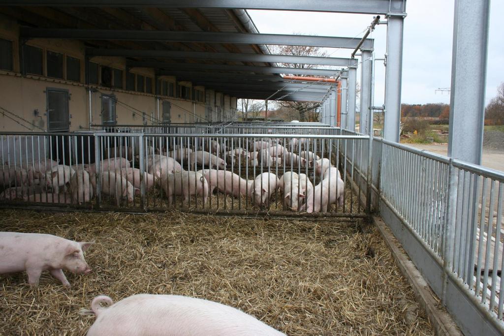 Ökologische Schweinehaltung o Auslauf für Mast, Sauen u.
