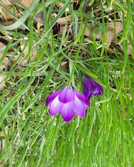 flavus (Gold-Krokus) - Crocus tommasinianus